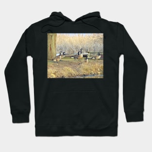 Canada Geese - Into the Water Hoodie